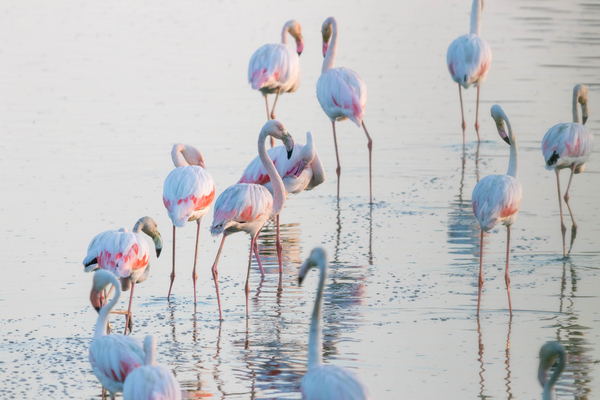 A,Group,Of,Beautiful,Flamingos,Walking,In,A,Lagoon